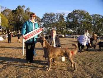 BEST IN SHOW -  Aust Ch Happylea Kings Silver (LH)