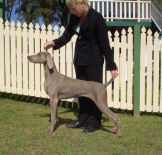 Click to Enlarge - Puppy of Breed: Kismaner Leap Ov Faith