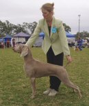 Click to enlarge - Best In Show: CH HAZEHOLLOW RED HOT FLAME