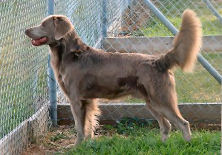 Click to Enlarge - Runner Up Best of Breed: Endlich Lugar Zum Feldjaeger (LH) (Imp USA)